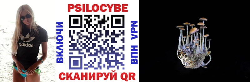 OMG маркетплейс  Сокол  Псилоцибиновые грибы Psilocybe 